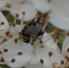 Anthrenus sp.
